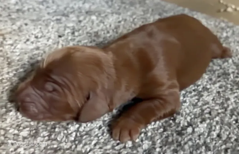 Female #3 – Irish Setter puppy for sale in Oneonta, NY
