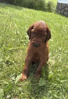 Light blue collar , a male Irish Setter for sale in Oneonta, NY – 2 of 10