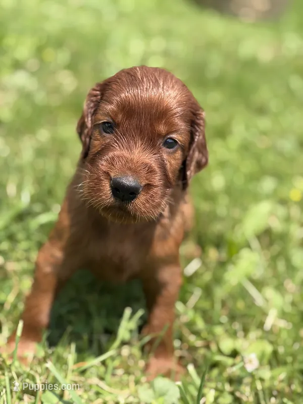 Male #5 – Irish Setter puppy for sale in Oneonta, NY