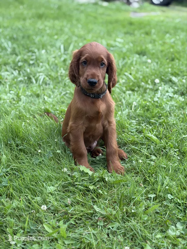 Black collar  – Irish Setter puppy for sale in Oneonta, NY