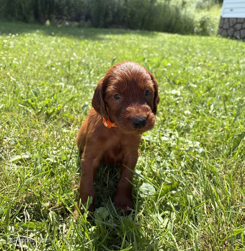 Orange collar  – Irish Setter puppy for sale in Oneonta, NY