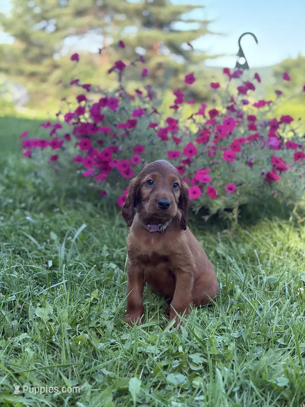 Purple collar  – Irish Setter puppy on hold in Oneonta, NY