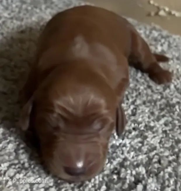 Female #1 – Irish Setter puppy for sale in Oneonta, NY