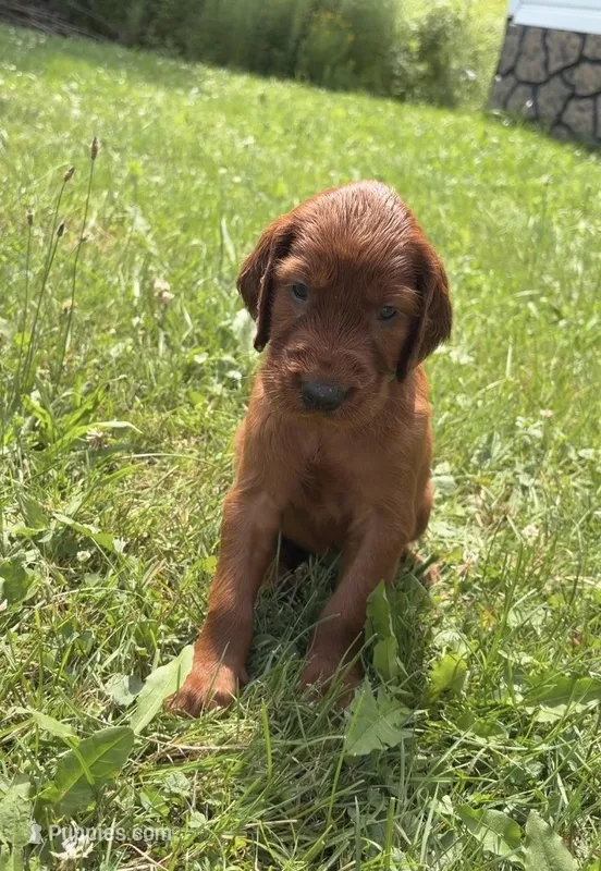 Dark green collar – Irish Setter puppy for sale in Oneonta, NY