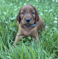 Light blue collar , a male Irish Setter for sale in Oneonta, NY – 4 of 10