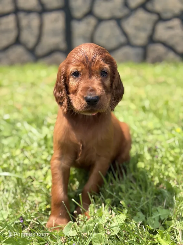 Light pink collar  – Irish Setter puppy on hold in Oneonta, NY