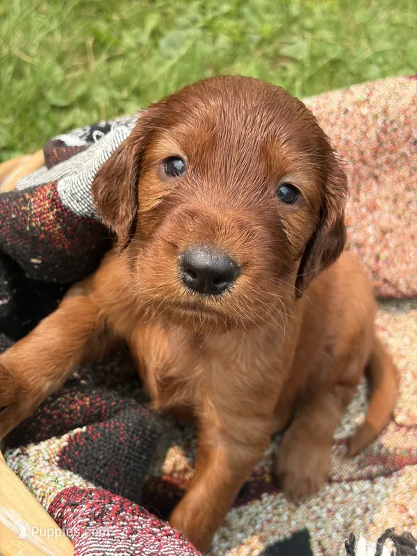 Female #4 – Irish Setter puppy for sale in Oneonta, NY