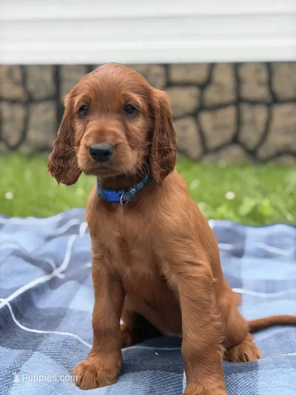 Dark blue collar  – Irish Setter puppy on hold in Oneonta, NY