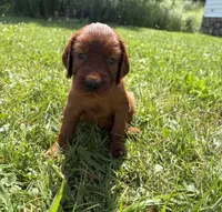 Yellow collar , a female Irish Setter for sale in Oneonta, NY – 3 of 10