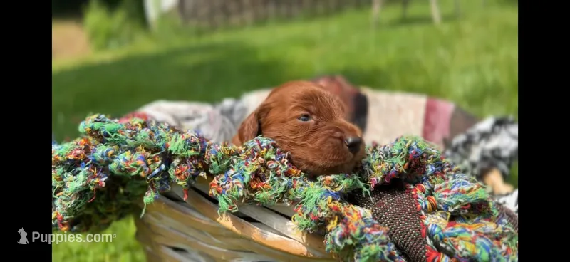 Male #5 – Irish Setter puppy for sale in Oneonta, NY