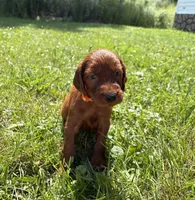 Purple collar , a female Irish Setter for sale in Oneonta, NY – 6 of 10