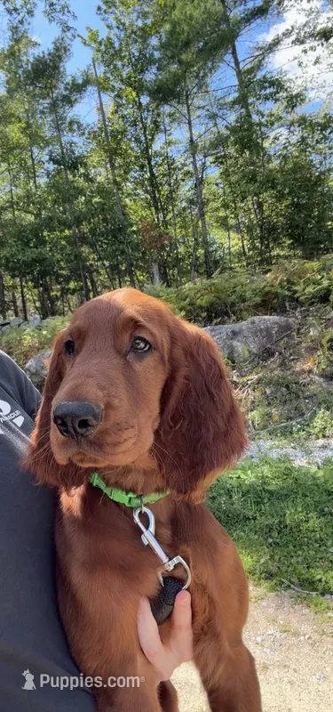 Dark green collar – Irish Setter puppy on hold in Oneonta, NY