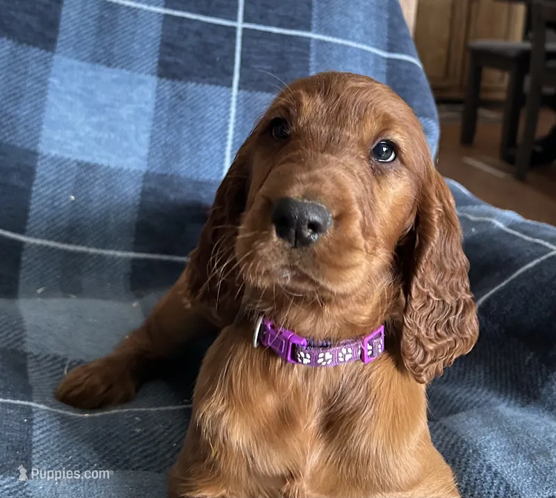 Female purple collar