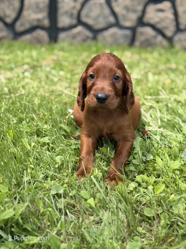 Orange collar  – Irish Setter puppy for sale in Oneonta, NY