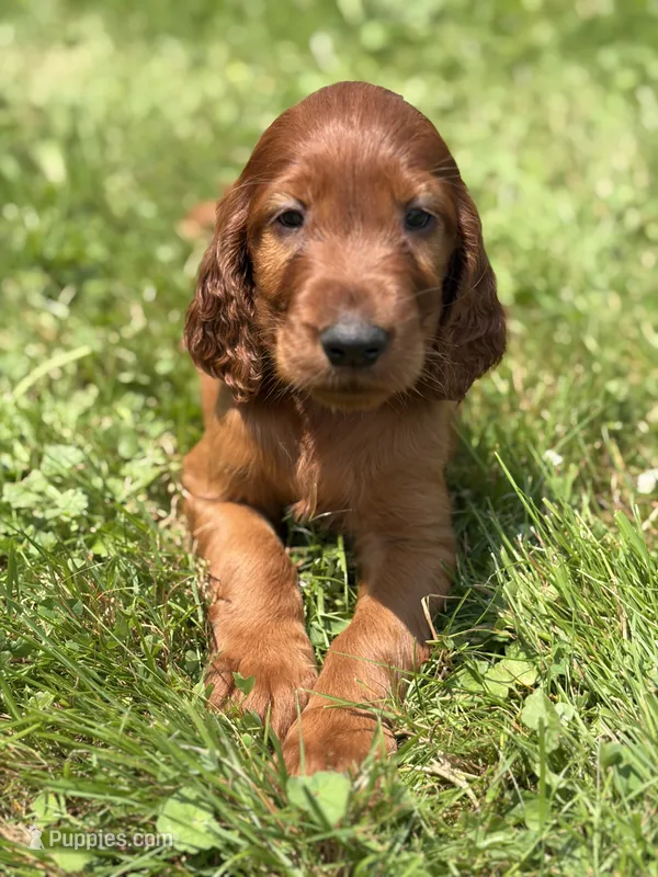 Yellow collar  – Irish Setter puppy for sale in Oneonta, NY