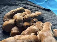 Female #3, a female Irish Setter for sale in Oneonta, NY – 3 of 5