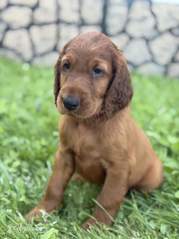 Red collar  – Irish Setter puppy for sale in Oneonta, NY