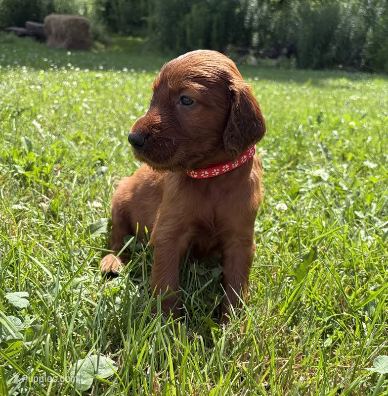 Red collar  – Irish Setter puppy for sale in Oneonta, NY