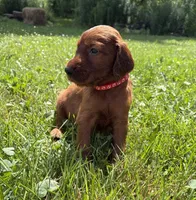 Light pink collar , a female Irish Setter for sale in Oneonta, NY – 8 of 10