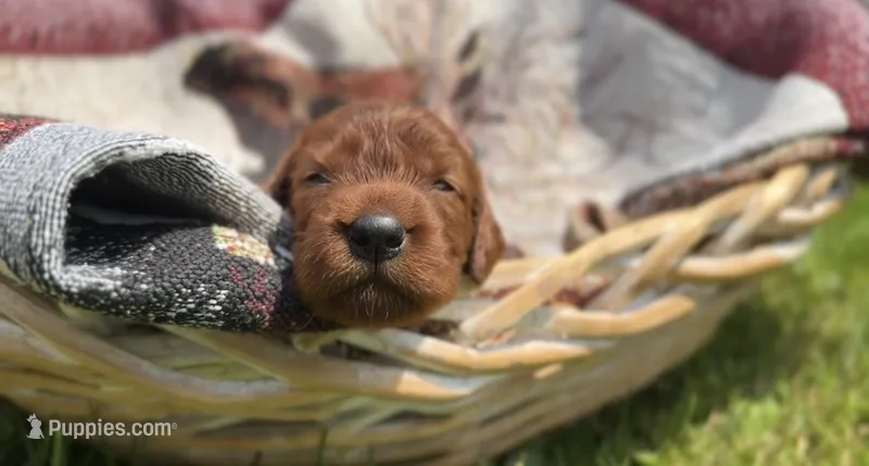 Male #3 – Irish Setter puppy for sale in Oneonta, NY