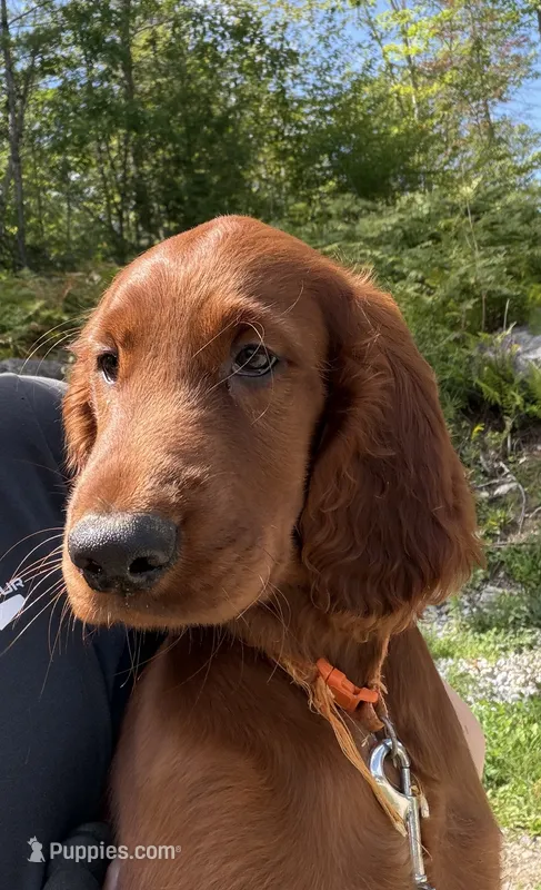Orange collar  – Irish Setter puppy on hold in Oneonta, NY