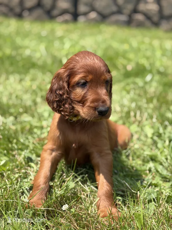 Yellow collar  – Irish Setter puppy for sale in Oneonta, NY