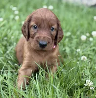 Light pink collar , a female Irish Setter for sale in Oneonta, NY – 7 of 10