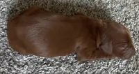 Female #6, a female Irish Setter for sale in Oneonta, NY – 1 of 5