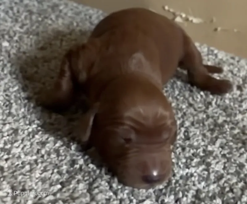 Female #2 – Irish Setter puppy for sale in Oneonta, NY