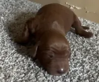 Female #2, a female Irish Setter for sale in Oneonta, NY – 1 of 5