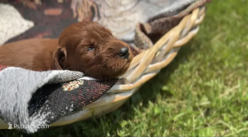 Female #1 – Irish Setter puppy on hold in Oneonta, NY