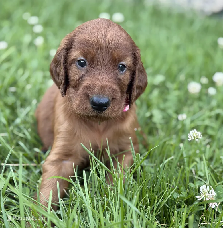 Dark pink collar  – Irish Setter puppy for sale in Oneonta, NY