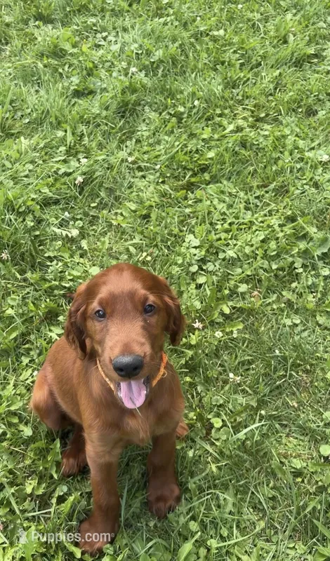 Orange collar  – Irish Setter puppy on hold in Oneonta, NY
