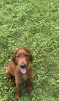 Orange collar , a male Irish Setter for sale in Oneonta, NY – 1 of 3