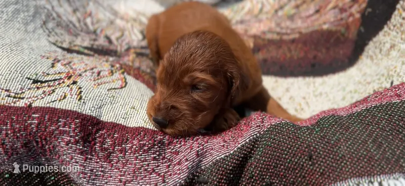 Female #3 – Irish Setter puppy for sale in Oneonta, NY