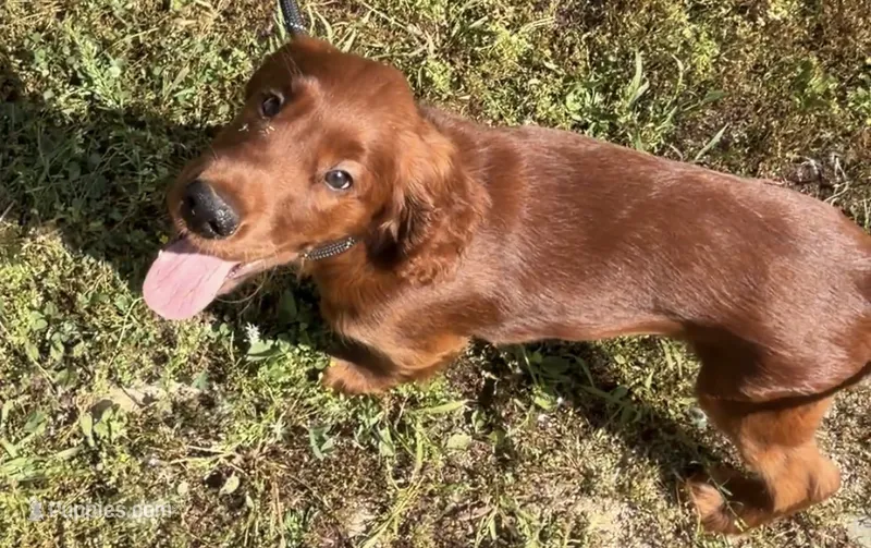Black collar  – Irish Setter puppy for sale in Oneonta, NY