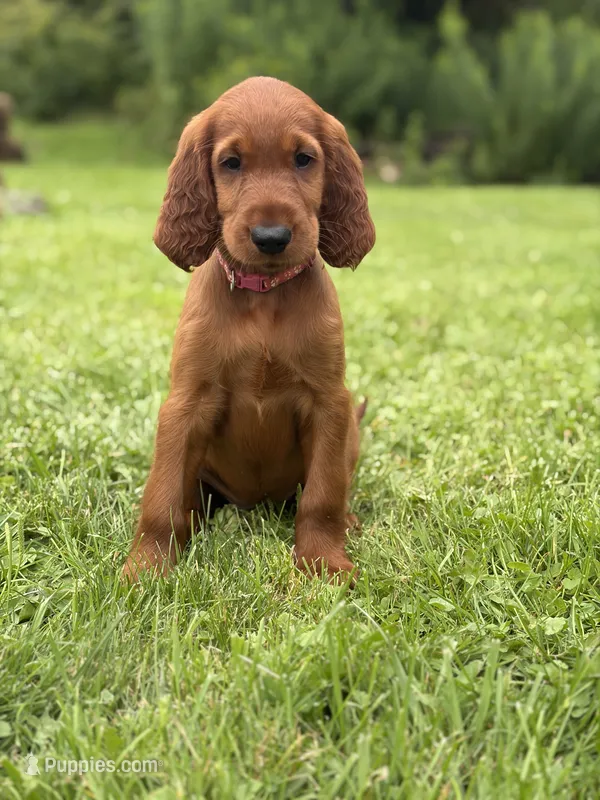 Dark pink collar  – Irish Setter puppy for sale in Oneonta, NY