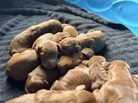 Female #4, a female Irish Setter for sale in Oneonta, NY – 3 of 5
