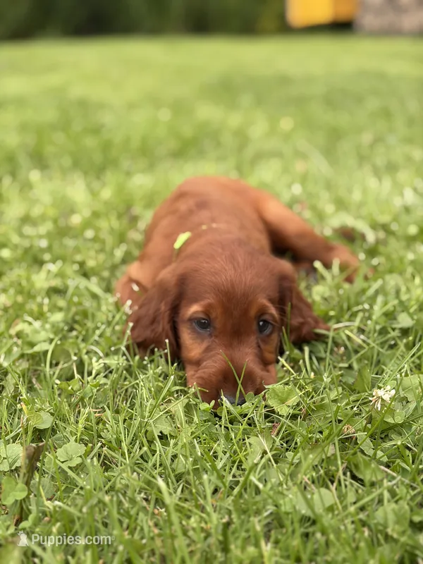 Light green collar  – Irish Setter puppy for sale in Oneonta, NY