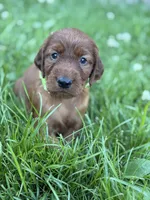 Black collar , a male Irish Setter for sale in Oneonta, NY – 3 of 10