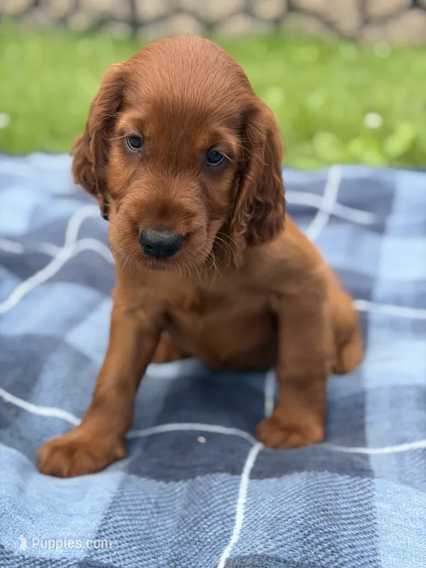 Black collar  – Irish Setter puppy for sale in Oneonta, NY