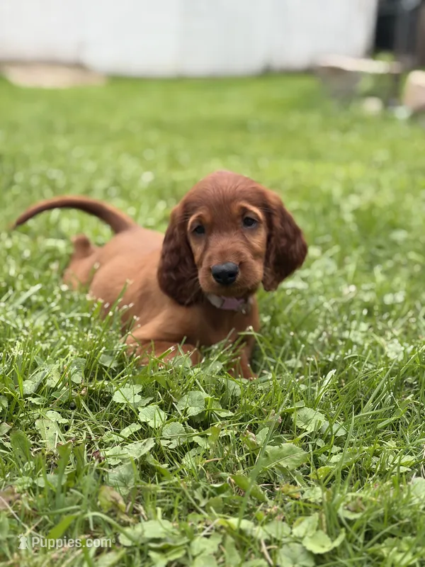 Purple collar  – Irish Setter puppy on hold in Oneonta, NY
