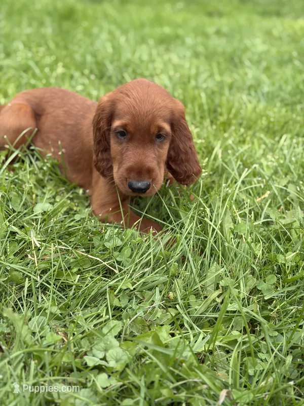 Dark pink collar  – Irish Setter puppy on hold in Oneonta, NY