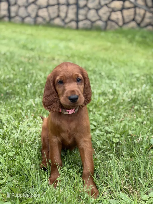 Light pink collar  – Irish Setter puppy on hold in Oneonta, NY