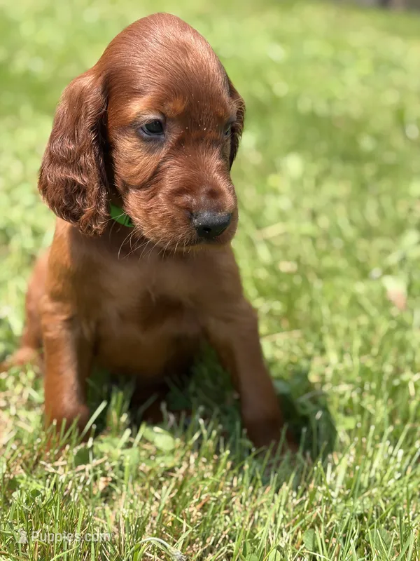 Dark green collar – Irish Setter puppy for sale in Oneonta, NY