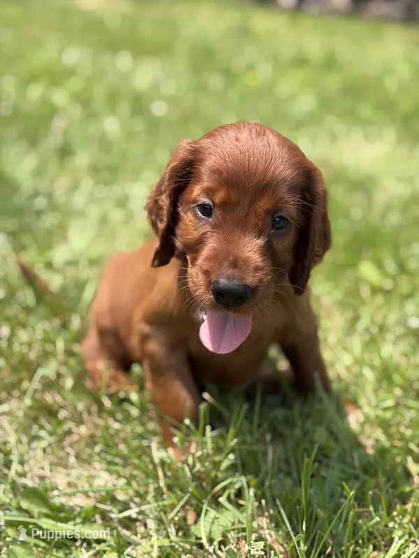 Black collar  – Irish Setter puppy for sale in Oneonta, NY