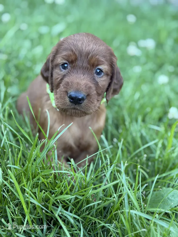 Light green collar  – Irish Setter puppy for sale in Oneonta, NY