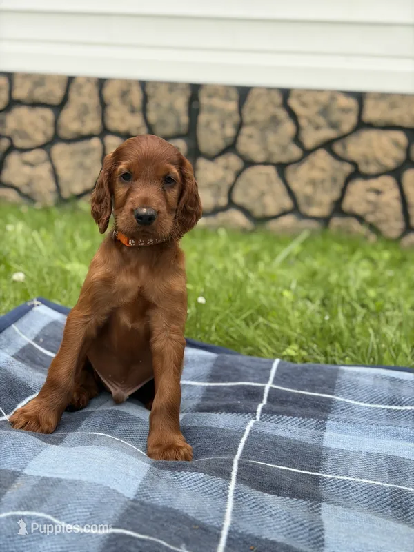 Orange collar  – Irish Setter puppy for sale in Oneonta, NY