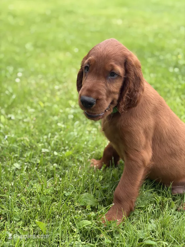 Dark green collar – Irish Setter puppy on hold in Oneonta, NY