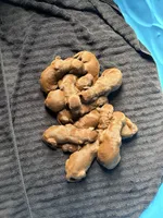 Male #4, a male Irish Setter for sale in Oneonta, NY – 2 of 5